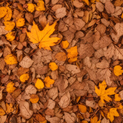 autumn leaves background