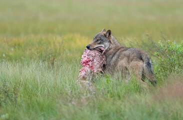 Alpha wolf with a big piece of a carcass in Finland, Kuhmo.
