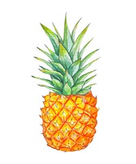 Hand drawn pineapple, watercolor illustration