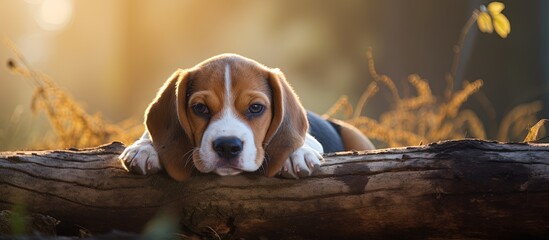 Beagle dog peacefully resting on wood