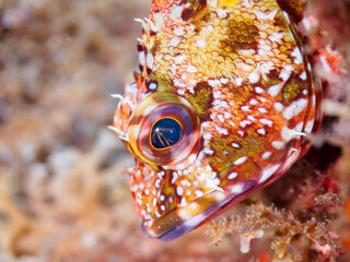 水中洞窟の奇妙なカサゴ（メバル科）。

日本国静岡県伊豆半島賀茂郡南伊豆町中木から渡し船で渡るヒリゾ浜にて。
2023年9月10日水中撮影。
