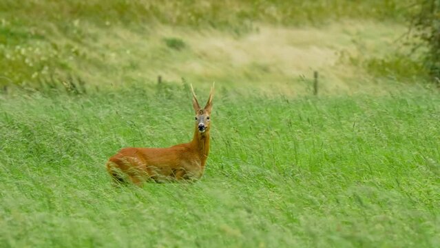 a Wild Roe Buck Deer with antlers (Capreolus capreolus) feeding and running through a green grass meadow, Wiltshire UK