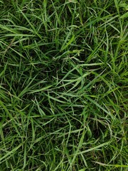 close up of green grass for background and texture. fresh leaves.