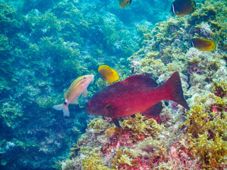 美しく大きなスジアラ（ハタ科）他。

日本国静岡県伊豆半島賀茂郡南伊豆町中木から渡し船で渡るヒリゾ浜にて。
2023年9月10日水中撮影。
