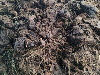 Small puddles of water on the dirt road and piles of mud mixed with animal manure.