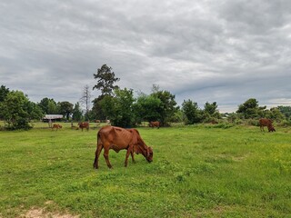 Cows are grazing in the green fields.