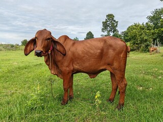 Cows are grazing in the green fields.