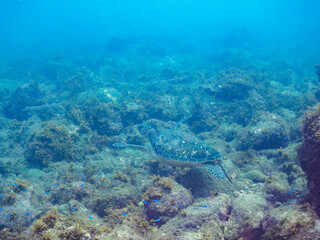 Fototapeta premium 美しく大きなアオウミガメ（ウミガメ科）。日本国静岡県伊豆半島賀茂郡南伊豆町中木から渡し船で渡るヒリゾ浜にて。 2023年9月10日水中撮影。 