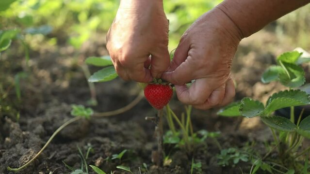 Woman hand picks a juicy strawberry from a bush. Female hand harvesting red fresh ripe organic strawberry in garden. Woman picking strawberries in field. High quality FullHD footage