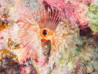 不思議なケヤリムシ（ケヤリムシ科）。

日本国静岡県伊豆半島賀茂郡南伊豆町中木から渡し船で渡るヒリゾ浜にて。
2023年9月10日水中撮影。
