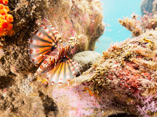 広げた羽根が美しいキリンミノ（フサカサゴ科）。

日本国静岡県伊豆半島賀茂郡南伊豆町中木から渡し船で渡るヒリゾ浜にて。
2023年9月10日水中撮影。
