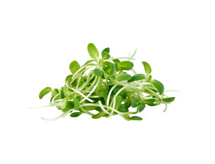 green young sunflower sprouts transparent png