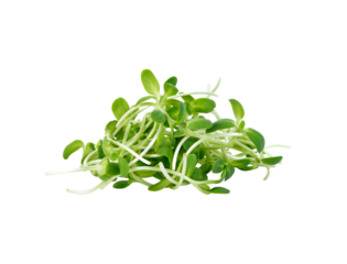 green young sunflower sprouts transparent png