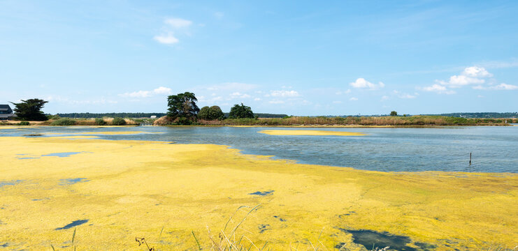 Ruppia maritima, Limu , ruppie, Sel, Marais salants, Guerande, 44, Loire Atlantique, France