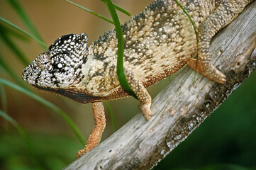 cameleon d'Oustalet; Furcifer oustaleti; Madagascar