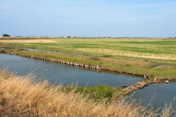 Beauvoir sur Mer , Marais Breton, Vendée,  85, France