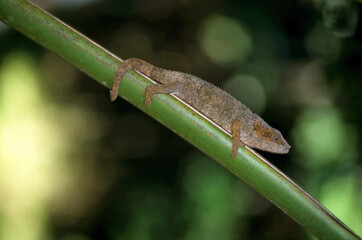 Cameleon à capuchon; Calumma b . brevirostris; Madagascar