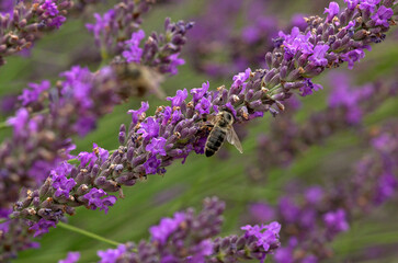 Obraz premium Lavendula x intermedia , Lavandin, abeille, Culture en provence 26, Drome, France