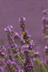 Lavendula x intermedia , Lavandin, abeille, Culture en provence 26, Drome, France