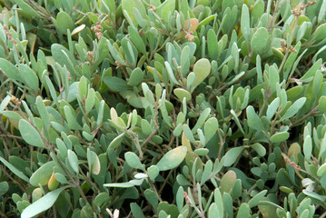 Obione portulacoides, Obione, Faux pourpier