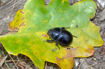 bousier, Geotrupes stercorarius, colèoptère, scarabaeidae