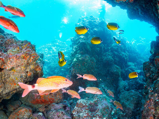 水中洞窟にいる美しいホウライヒメジ（ヒメジ科）、チョウチョウウオ（チョウチョウウオ科）他の群れ。

日本国静岡県伊豆半島賀茂郡南伊豆町中木から渡し船で渡るヒリゾ浜にて。
2023年9月10日水中撮影。
