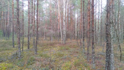 Pine trees, birch trees and juniper trees grow in the forest. The ground is covered with grass, white and green moss, and dead wood is lying on it. In late autumn, the leaves have already fallen