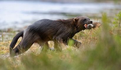 Wolverine with a Fish. Coming out of the water right beside my hide !