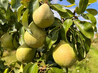 Ripe pears growing on a tree in the garden orchard in late Summer sunshine with green leaves and fresh delicious juicy organic fruit ready for harvest