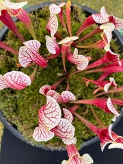 Close up of carnivorous orchid type plant  the beautiful in purple and white with veins on petals growing in moss covered plant pot in Summer flat lay view