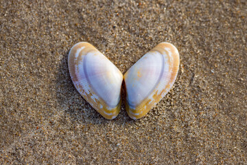 Banded wedge shell (Donax vittatus) is a bivalve mollusc in the order Cardiida. It is found on beaches in northwest Europe buried in the sand on the lower shore. Macro close up of symmetrical pair.