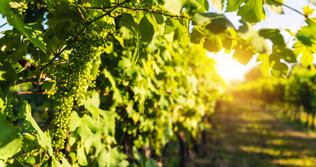 Vineyard with bunches of green grapes