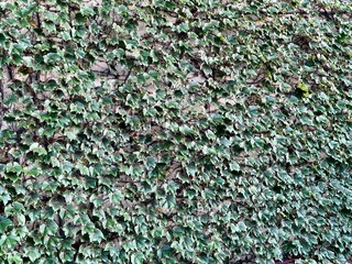 Ivy with green leaves grows all over the walls of the house