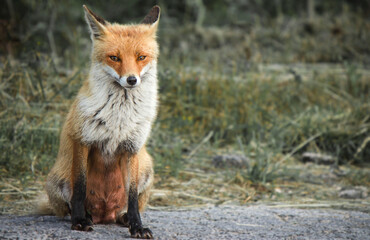 red fox in the forest