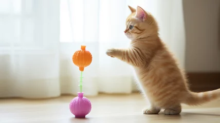 Tuinposter Munchkin cat standing upright, reaching for a dangling toy, displaying its short legs © Artyom