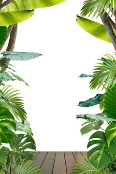 tropical tree plant frame isolated