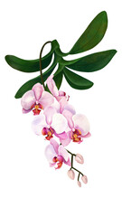 Pink wild orchid flowers. Tropical plants and flowers on a white background, jungle.