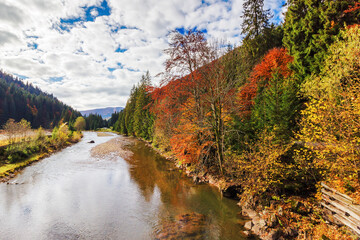 trees on the shore of a mountain river. autumn scenery on a sunny day