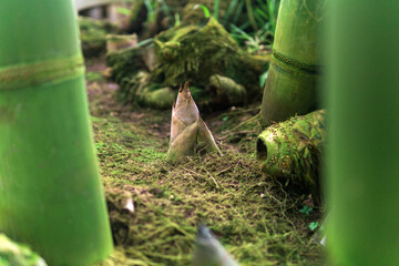 bamboo sprout emerging from the groung among large bamboo stalks