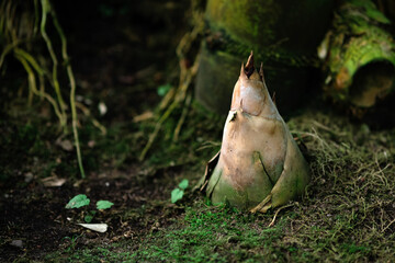 bamboo sprout emerging from the groung in the shady undergrowth