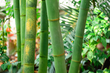 stems of growing bamboo close-up on the blurred natural background