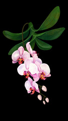 Pink wild orchid flowers. Tropical plants and flowers on a white background, jungle.
