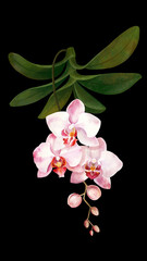 Naklejka premium Pink wild orchid flowers. Tropical plants and flowers on a white background, jungle.