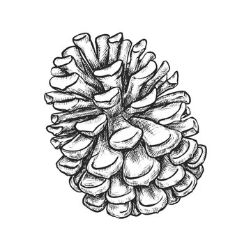 Vector sketch of isolated pine cone. Hand drawn fir or cedar seed. Plant for tree decoration on xmas. Evergreen nature. Forest and wood, botany and nature, holiday spruce ornament, biology theme