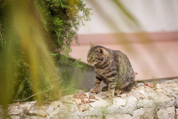 joli chat tigrés aux yeux verts dans la nature tirant la langue