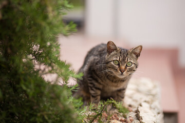 joli chat tigrés aux yeux verts dans la nature