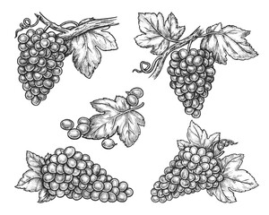 Set of isolated grape bunch, berry. Vector sketch