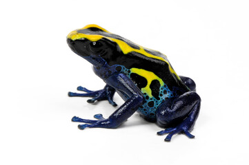 Färberfrosch // Dyeing poison dart frog (Dendrobates tinctorius) - Französisch-Guyana // French...
