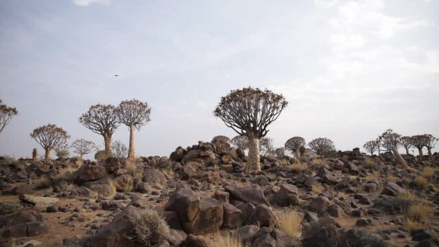 Quiver trees in the Quiver tree forest with a Dassie running over dolomite rocks in Namibia