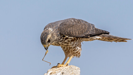 Levant Sparrowhawk that I photographed in Türkiye. Birds of prey.
